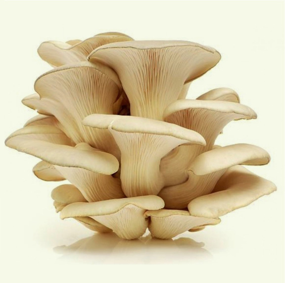 sampinjon